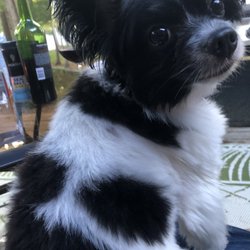 pawsh mobile grooming cape cod