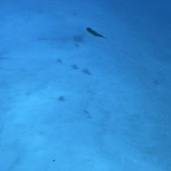 Atlantis Submarines Cozumel