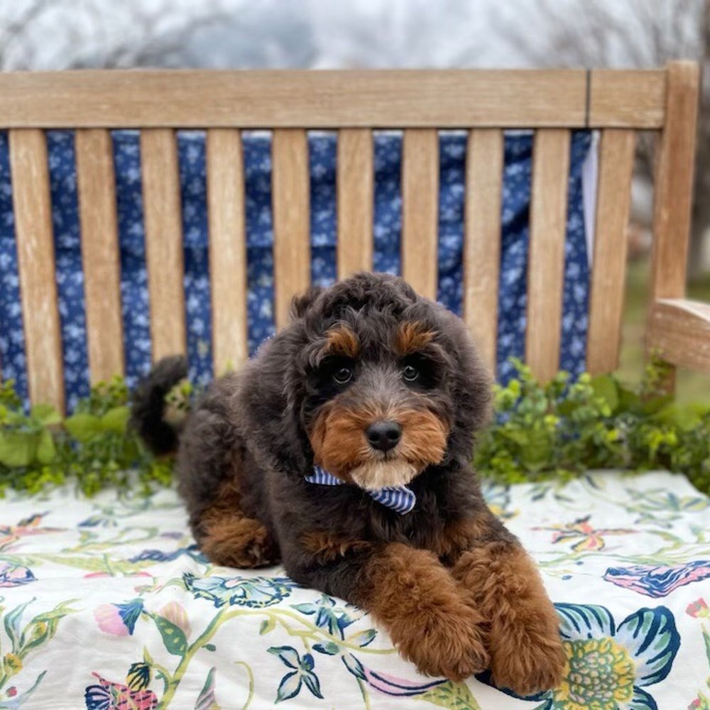 Natural Goldendoodle - Pet Breeders Near Me Natural Goldendoodle - Pet Breeders Near Me