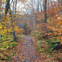 Covered Bridge Campsite