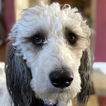 the pampered pooch mobile dog grooming