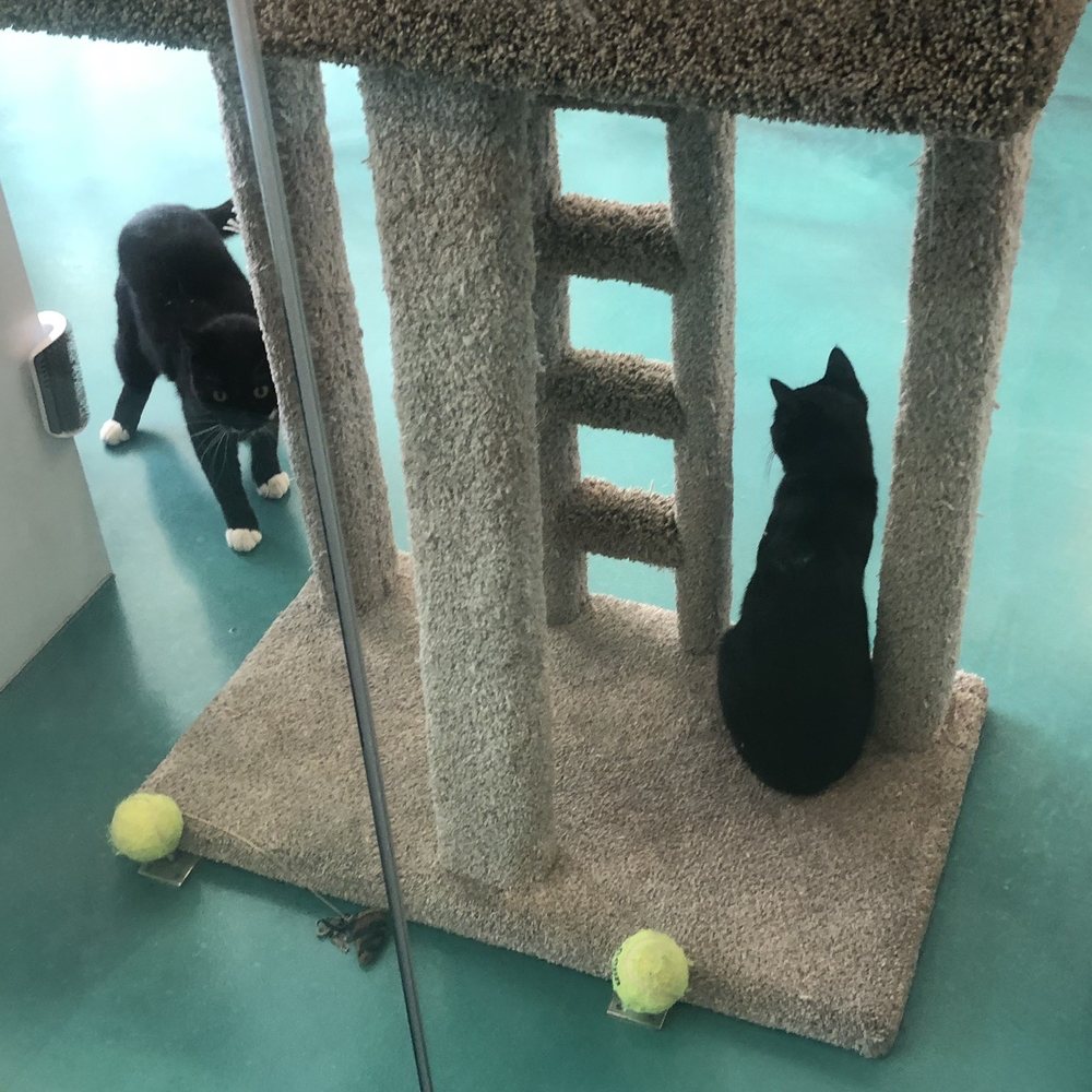 Regal Cat Cafe - Coffee & Tea Near Me - Calgary, Alberta Regal Cat Cafe - Coffee & Tea Near Me - Calgary, Alberta