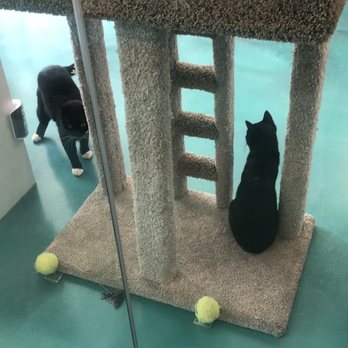 Regal Cat Cafe - Coffee & Tea Near Me - Calgary, Alberta