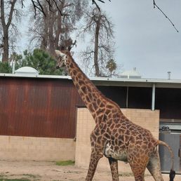 Beautiful giraffe Beautiful giraffe