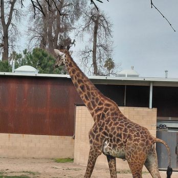 Fresno Chaffee Zoo - Beautiful giraffe - Zoos Near Me - Fresno, California Fresno Chaffee Zoo - Beautiful giraffe - Zoos Near Me - Fresno, California