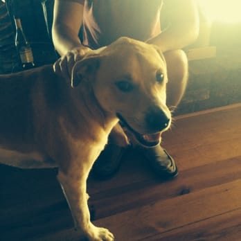 Stone Mountain Vineyards - The mascot Chance - such a chill dog. Never barked once! - Wineries Near Me - Dyke, Virginia
