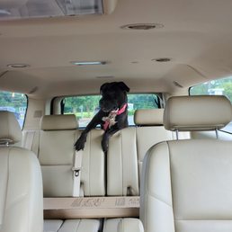 This is Harley at the beginning of our journey. This is Harley at the beginning of our journey.