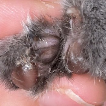 Olympia Pet Emergency - Infected toe can't even tell but it's wet and sticky and I wiped a strip of puss off - Veterinarians Near Me - Lacey, Washington Olympia Pet Emergency - Infected toe can't even tell but it's wet and sticky and I wiped a strip of puss off - Veterinarians Near Me - Lacey, Washington