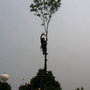 Photo of Timberhawk Tree Service