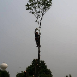 Timberhawk Tree Service