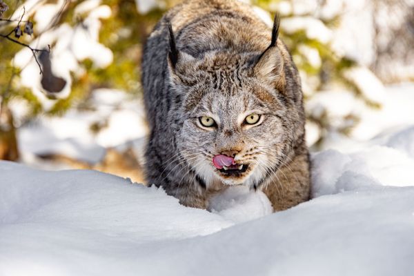 Yukon Wildlife Preserve by null