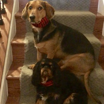 Frolick Dogs - Stella and her brother Chauncey - Pet Sitting Near Me - Alexandria, Virginia Frolick Dogs - Stella and her brother Chauncey - Pet Sitting Near Me - Alexandria, Virginia