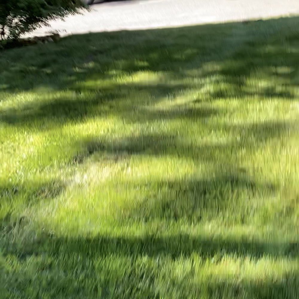 An Angel’s Tree Service - Off my yard - Tree Services Near Me - Freehold, New Jersey