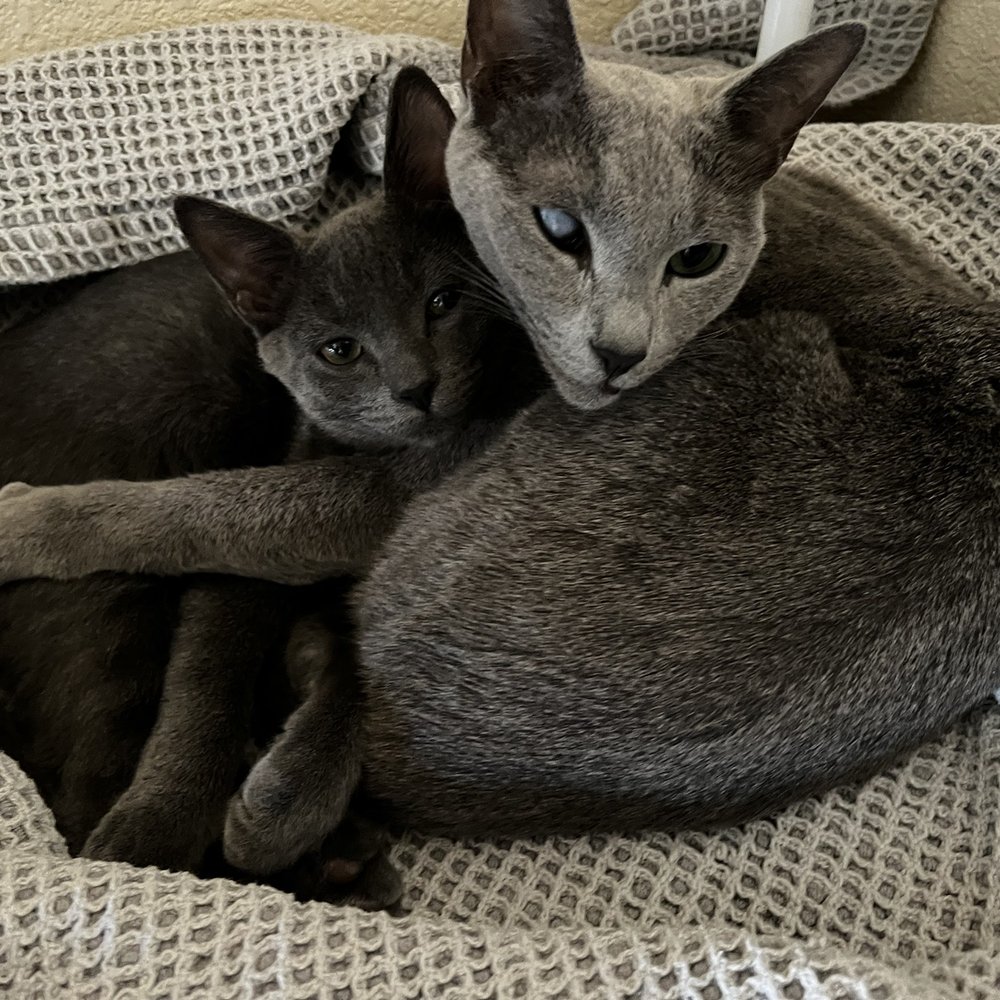 Adoption Services Las Cruces, NM - Last Updated January 2026 - Yelp