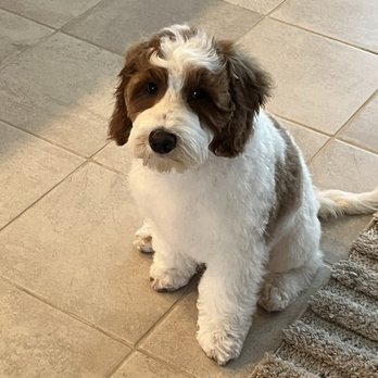 Poshy Paws - Mini Golden Doodle Benny - Pet Groomers Near Me Poshy Paws - Mini Golden Doodle Benny - Pet Groomers Near Me