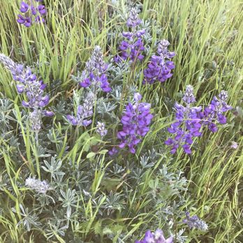 Monte Bello Open Space Preserve - Wildflowers-29April2017 - Hiking Near Me - Palo Alto, California Monte Bello Open Space Preserve - Wildflowers-29April2017 - Hiking Near Me - Palo Alto, California
