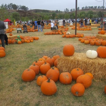 Peltzer Pumpkin Farm - Pumpkin Patches Near Me - Temecula, California