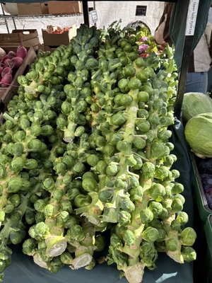 Lane County Farmers Market by null