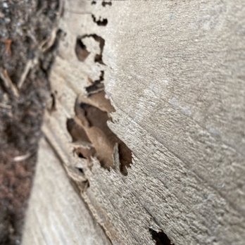 Unipest - Drywood termite damage in fence. - Pest Control Near Me - Newhall, California Unipest - Drywood termite damage in fence. - Pest Control Near Me - Newhall, California