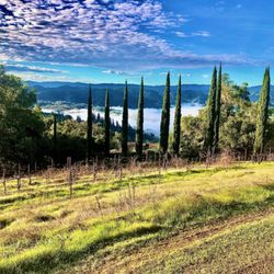 Le Vin Winery & Vineyards