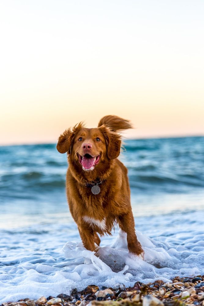 Strutt your Mutt - pet boarding facility in San Jose, CA