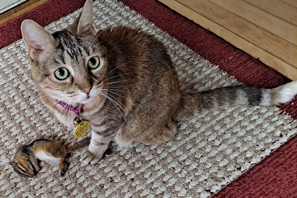 ALLIED EMERGENCY VETERINARY SERVICE Updated July 2024 2809 Golf Rd