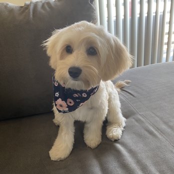 Karma Dog Training - Pet Training Near Me - Marina Del Rey, California Karma Dog Training - Pet Training Near Me - Marina Del Rey, California