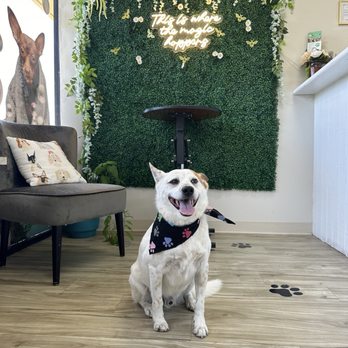 Benny's Pooch Pawler - Pet Groomers Near Me - San Fernando, California