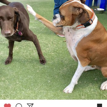 The Royal Pet Resort - Baylee at RAH day care - Pet Sitting Near Me - Arlington, Texas The Royal Pet Resort - Baylee at RAH day care - Pet Sitting Near Me - Arlington, Texas
