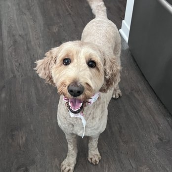 Only Paws Mobile Grooming - My golden doodle's hair gets knotted and is really challenging to trim, but Only Paws did a great job! - Pet Groomers Near Me - Mesquite, Texas Only Paws Mobile Grooming - My golden doodle's hair gets knotted and is really challenging to trim, but Only Paws did a great job! - Pet Groomers Near Me - Mesquite, Texas