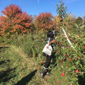 Apple Dave’s Orchards - Lots of apples - Fruits & Veggies Near Me - Warwick, New York