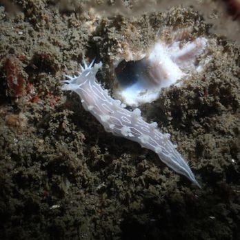Marissa Charters - Nudibranch on the Yukon - Scuba Diving Near Me - San Diego,, California Marissa Charters - Nudibranch on the Yukon - Scuba Diving Near Me - San Diego,, California