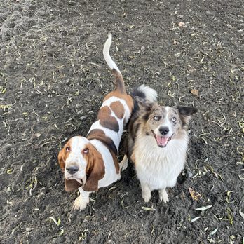 Posh Paws City Kennel - Happy dogs make us happy! - Pet Boarding Near Me - Chilliwack, British Columbia Posh Paws City Kennel - Happy dogs make us happy! - Pet Boarding Near Me - Chilliwack, British Columbia