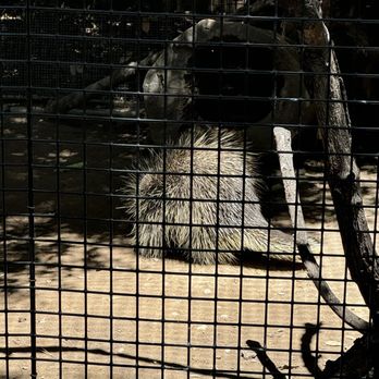 Orange County Zoo - Porcupine - Zoos Near Me - Orange, California Orange County Zoo - Porcupine - Zoos Near Me - Orange, California