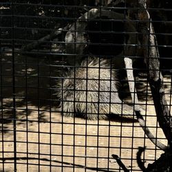 Orange County Zoo - Porcupine