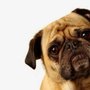 Photo of Bark Busters In Home Dog Training