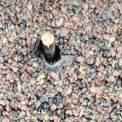 Rapid Roofing - another Nail Pop on my 12 year old life time roof