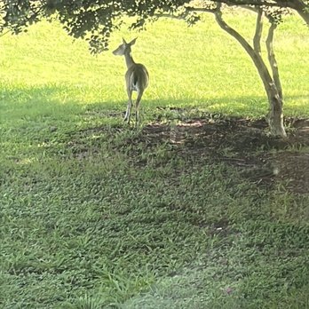 New Braunfels Public Library - Deer outside the rear windows - Libraries Near Me - New Braunfels, Texas