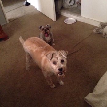 Monique's Pet Parlor - Pet Services Near Me - Temple City, California