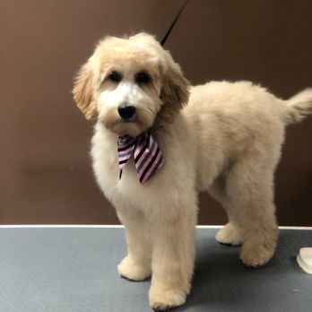 WagginTails Groomingg - Pet Groomers Near Me - Brookwood, Alabama