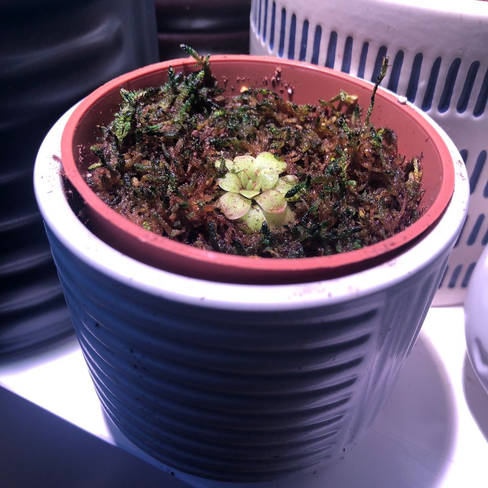California Carnivores - Butterwort - Nurseries & Gardening Near Me - Sebastopol, California California Carnivores - Butterwort - Nurseries & Gardening Near Me - Sebastopol, California