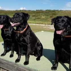 Animal Medical Hospital - Jura, Gigha and Islay