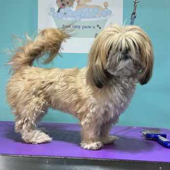 Just Tiny Paws Dog Grooming - Before pic (she looks rough I know) - Pet Groomers Near Me