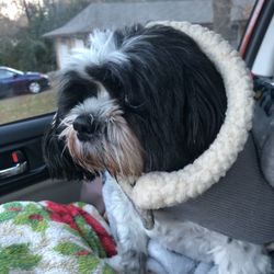 Fur Buds After Hours Veterinary Clinic - This is Max, my best buddy.