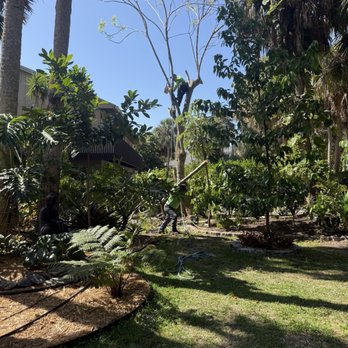 Loyal Tree Tree Service - Process of removal. - Tree Services Near Me Loyal Tree Tree Service - Process of removal. - Tree Services Near Me