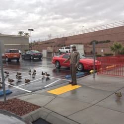 Del Taco - Mallards looking for leftovers...