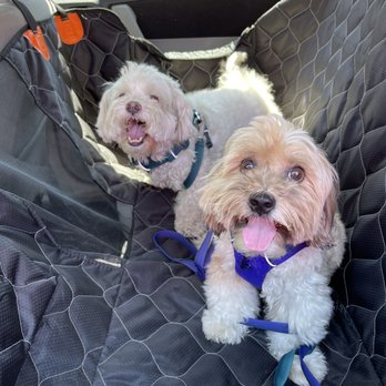 Fluffy Puppy - Before fluffy puppy - Pet Groomers Near Me - Pasadena, California Fluffy Puppy - Before fluffy puppy - Pet Groomers Near Me - Pasadena, California