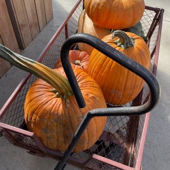 Schuster's Pumpkin Patch - A metal shopping cart filled with multiple large pumpkins, including orange and green varieties, is positioned outdoors on a concrete surface. The pumpkins vary in shape and size, with some having long, curved stems. The background includes a wooden structure and a person partially visible, indicating a pumpkin patch or farm stand setting. - Pumpkin Patches Near Me - Elyria, Ohio