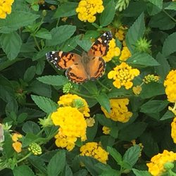 Dutch's Greenhouse - Butterfly enjoying lantana