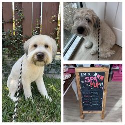 Woof Gang Bakery - Before & After